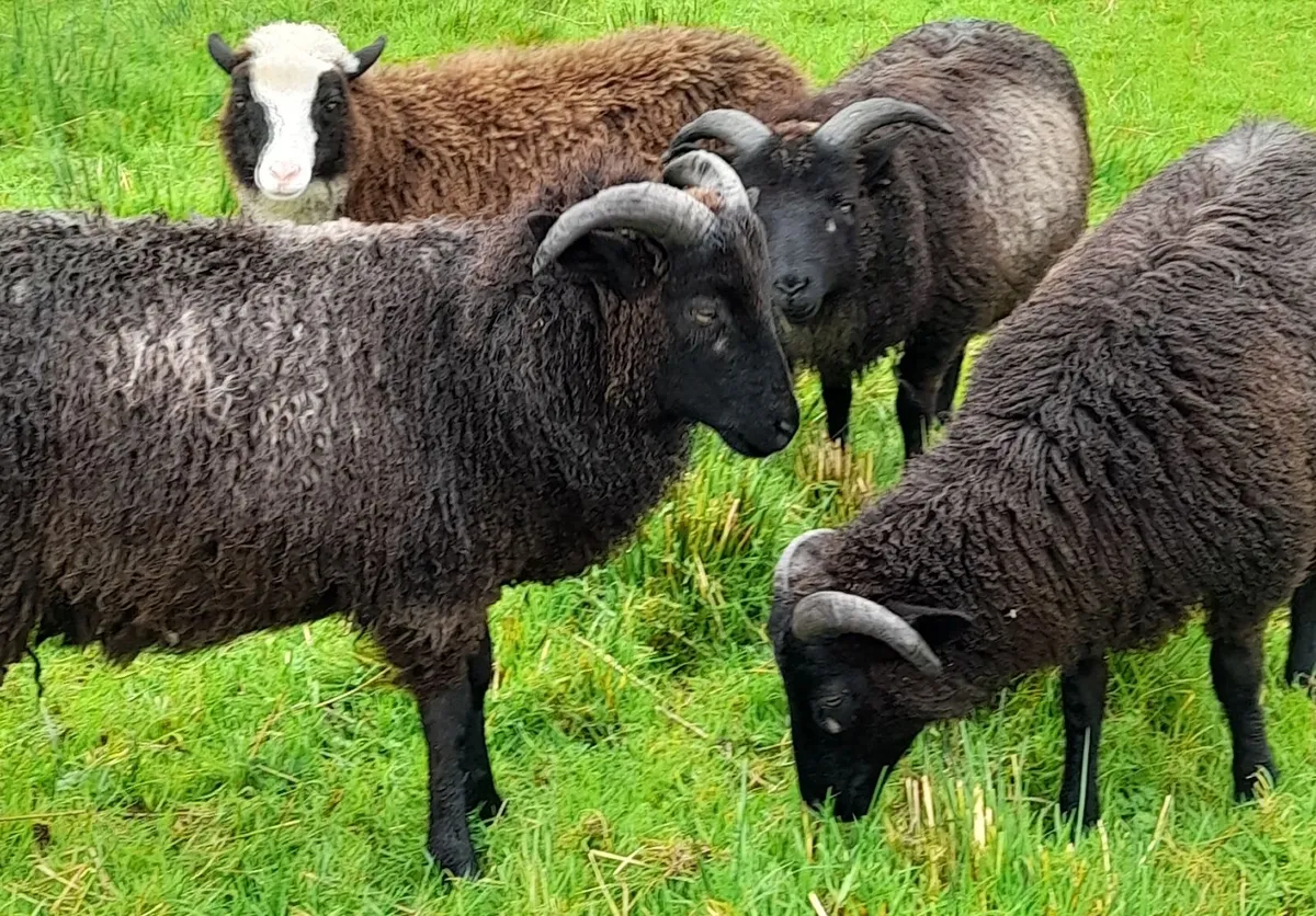 Shetland sheep - Image 1