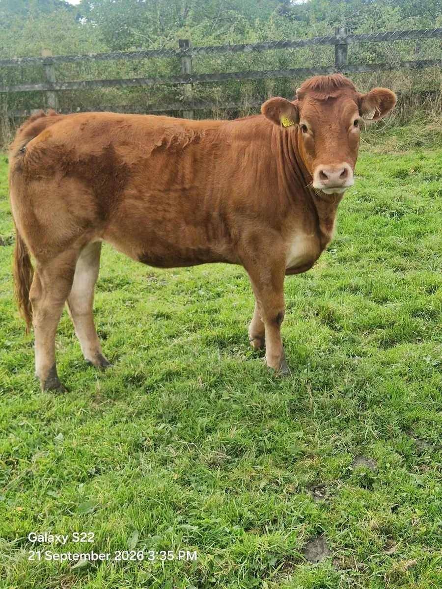 pbr limousin heifer - Image 2