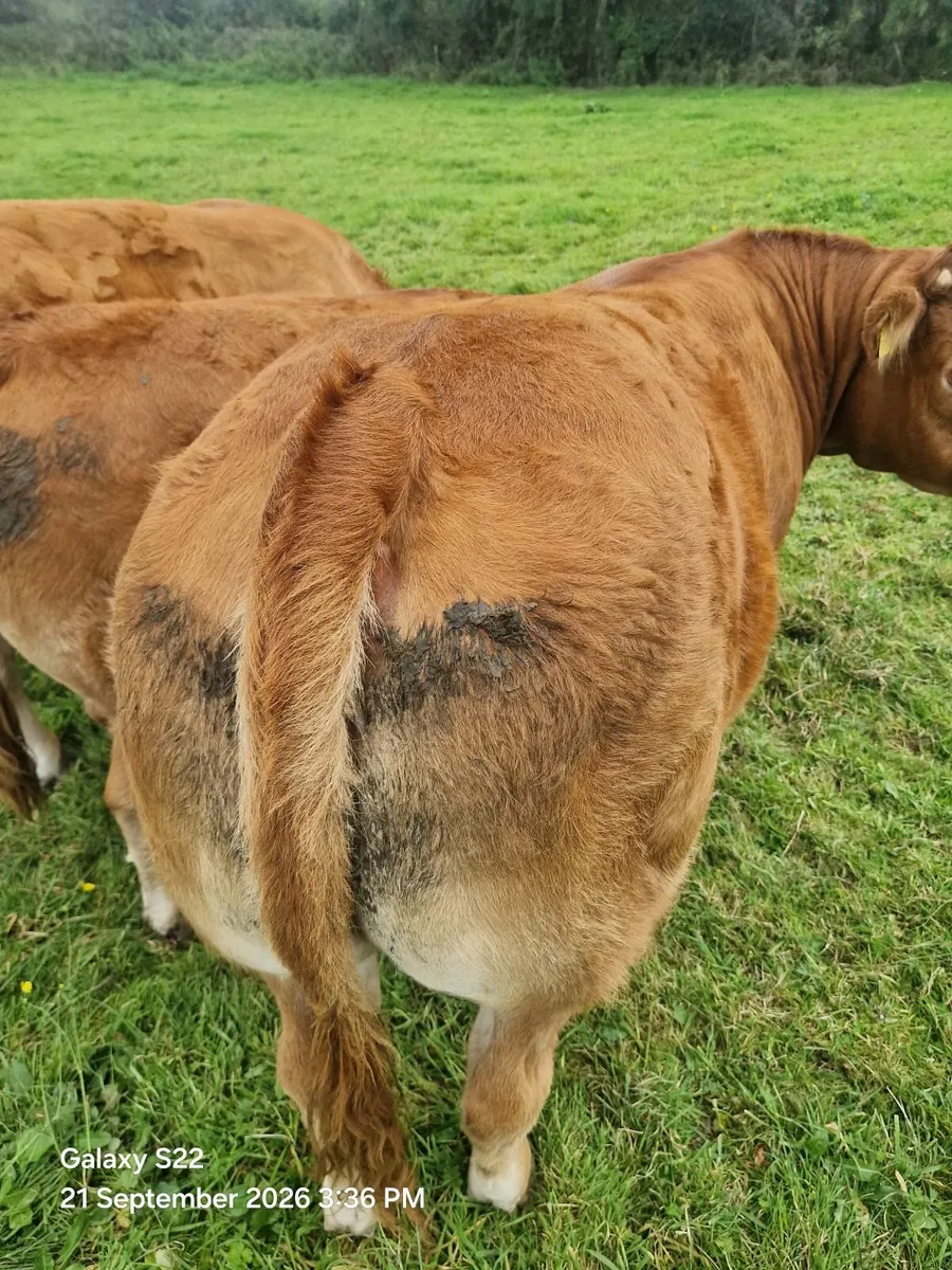 pbr limousin heifer - Image 3