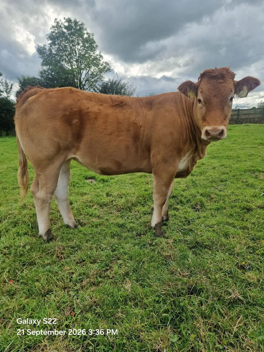 pbr limousin heifer - Image 4