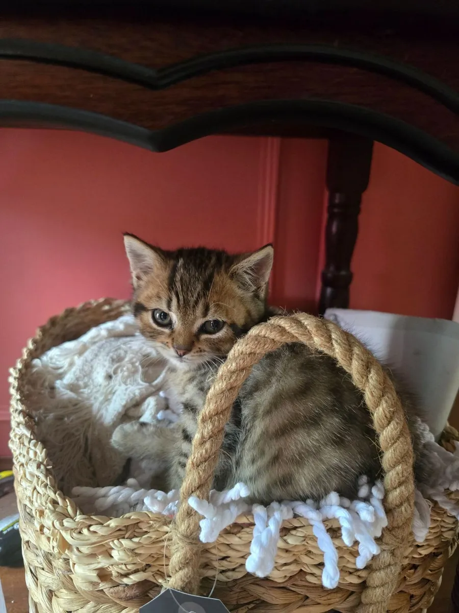 Kitten - Image 1