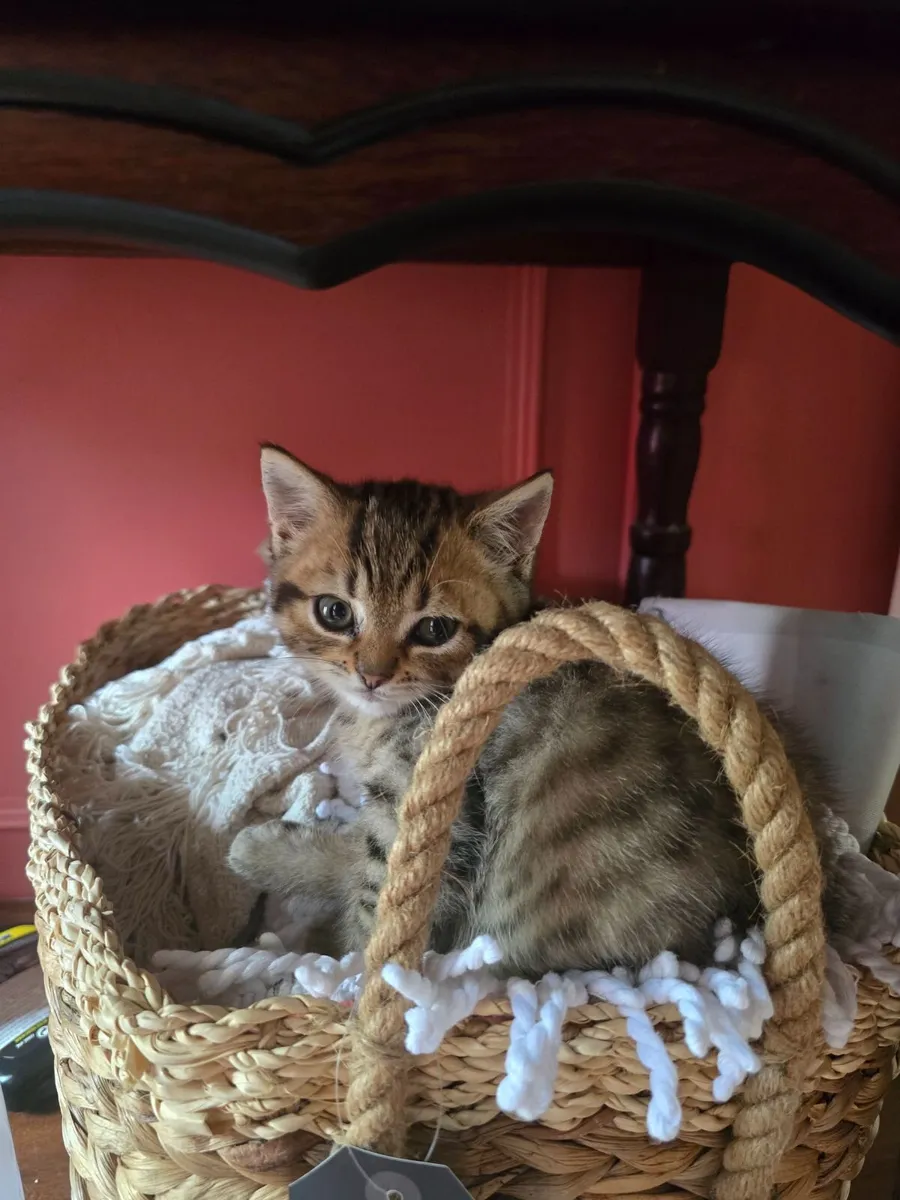 Kitten - Image 2