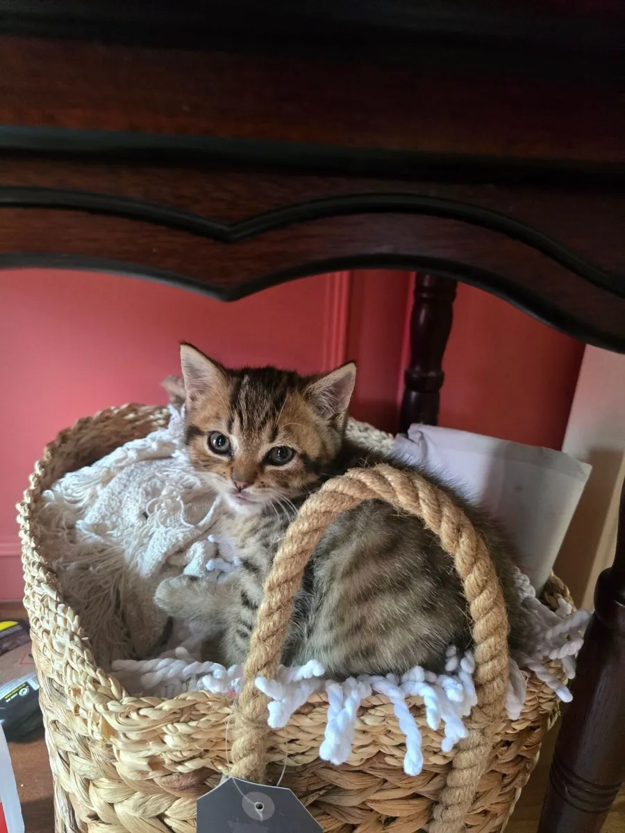 Kitten - Image 3