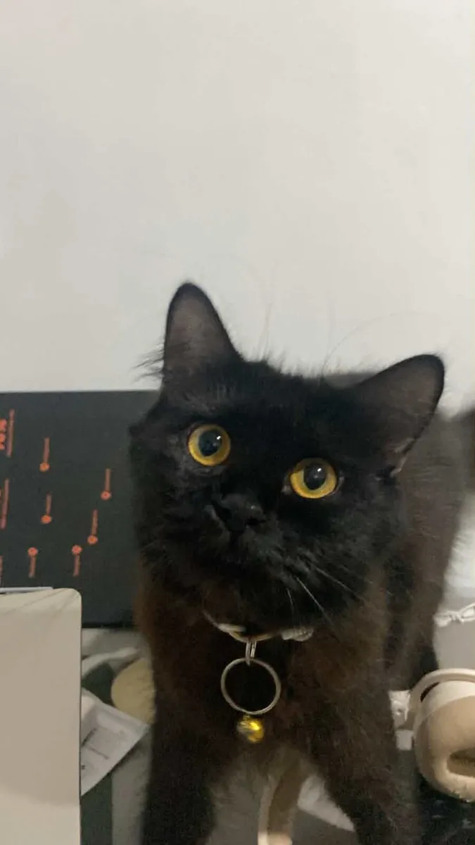 Kitten - Image 4