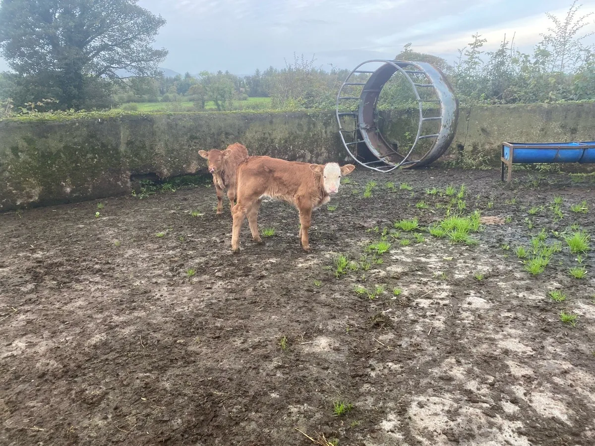 Calf - Image 2