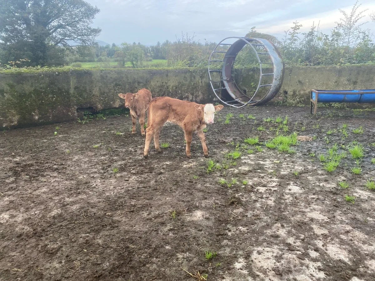 Calf - Image 1