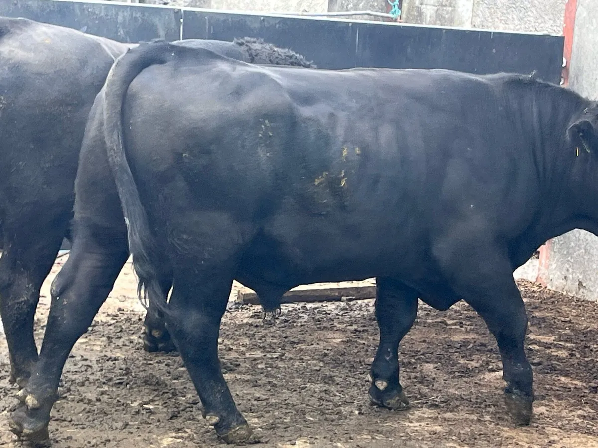 Pbr angus and Hereford bulls - Image 3