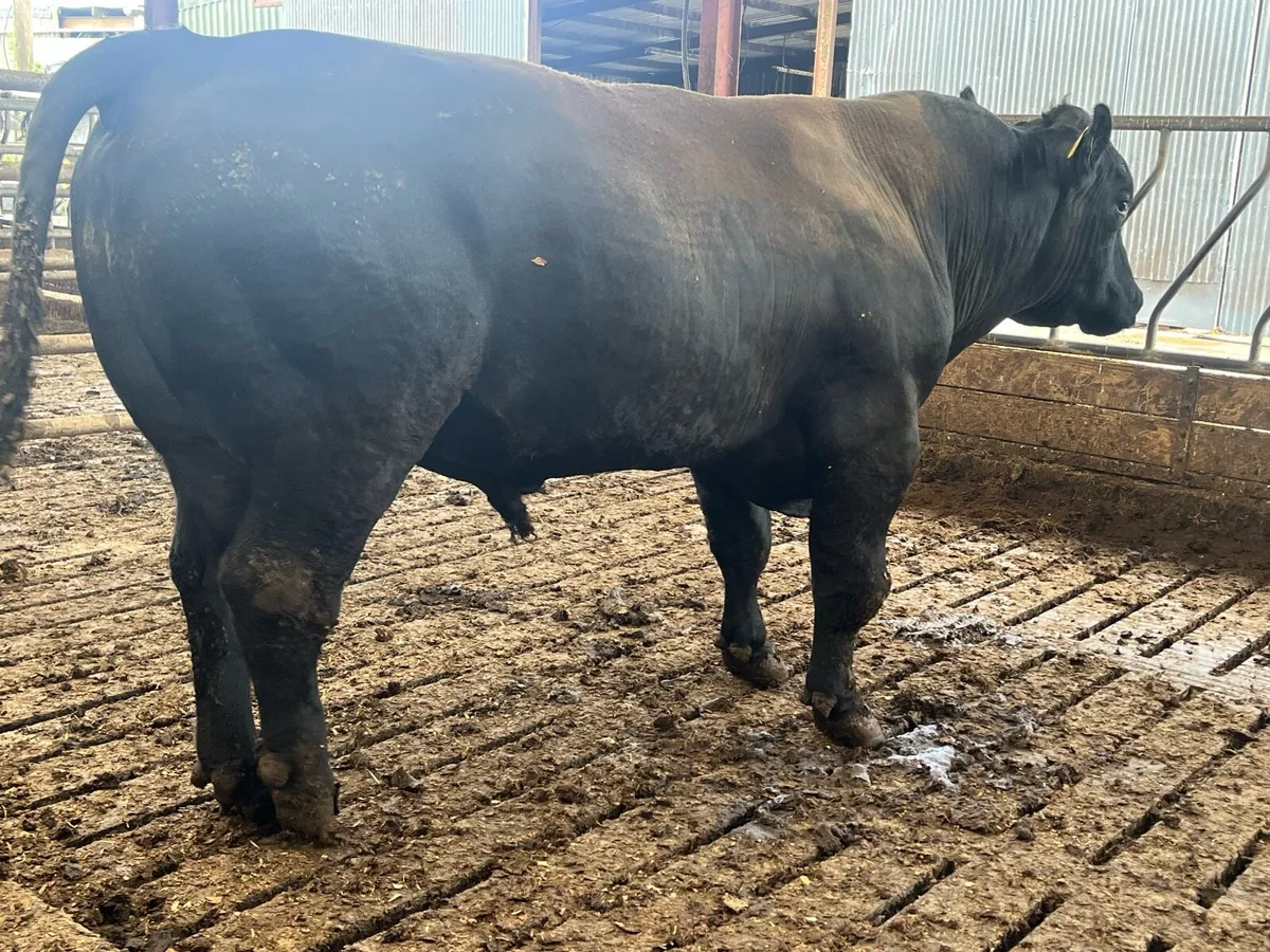 Pbr angus and Hereford bulls - Image 4