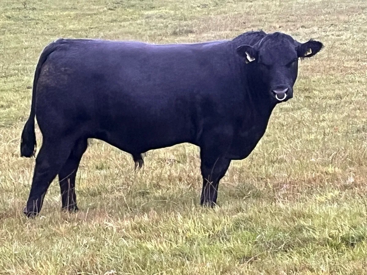 Pbr angus and Hereford bulls - Image 4