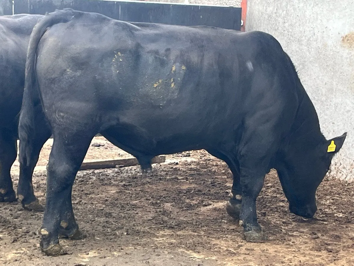 Pbr angus and Hereford bulls - Image 2