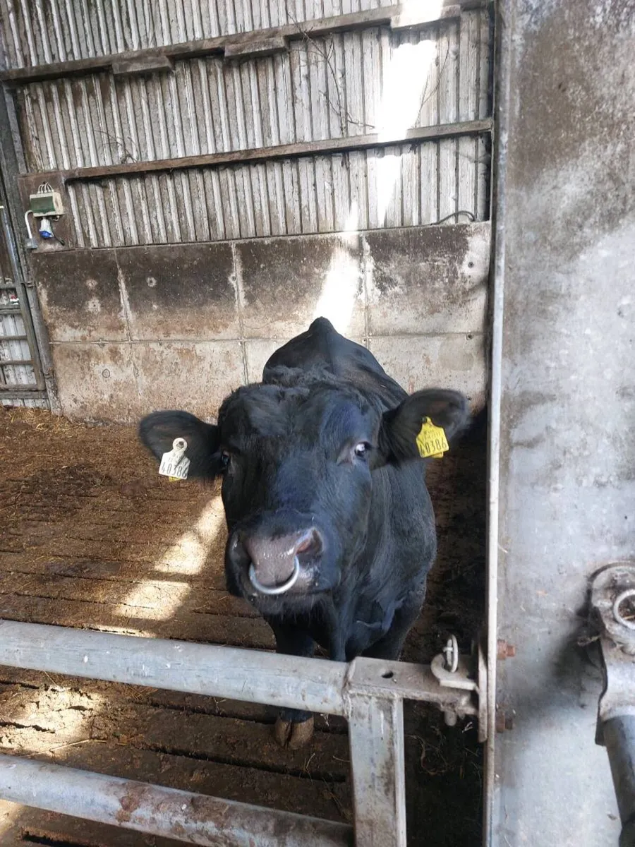 Aberdeen angus - Image 3