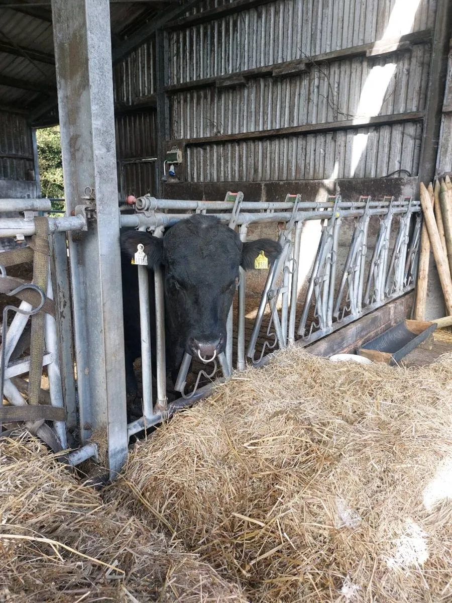 Aberdeen angus - Image 2