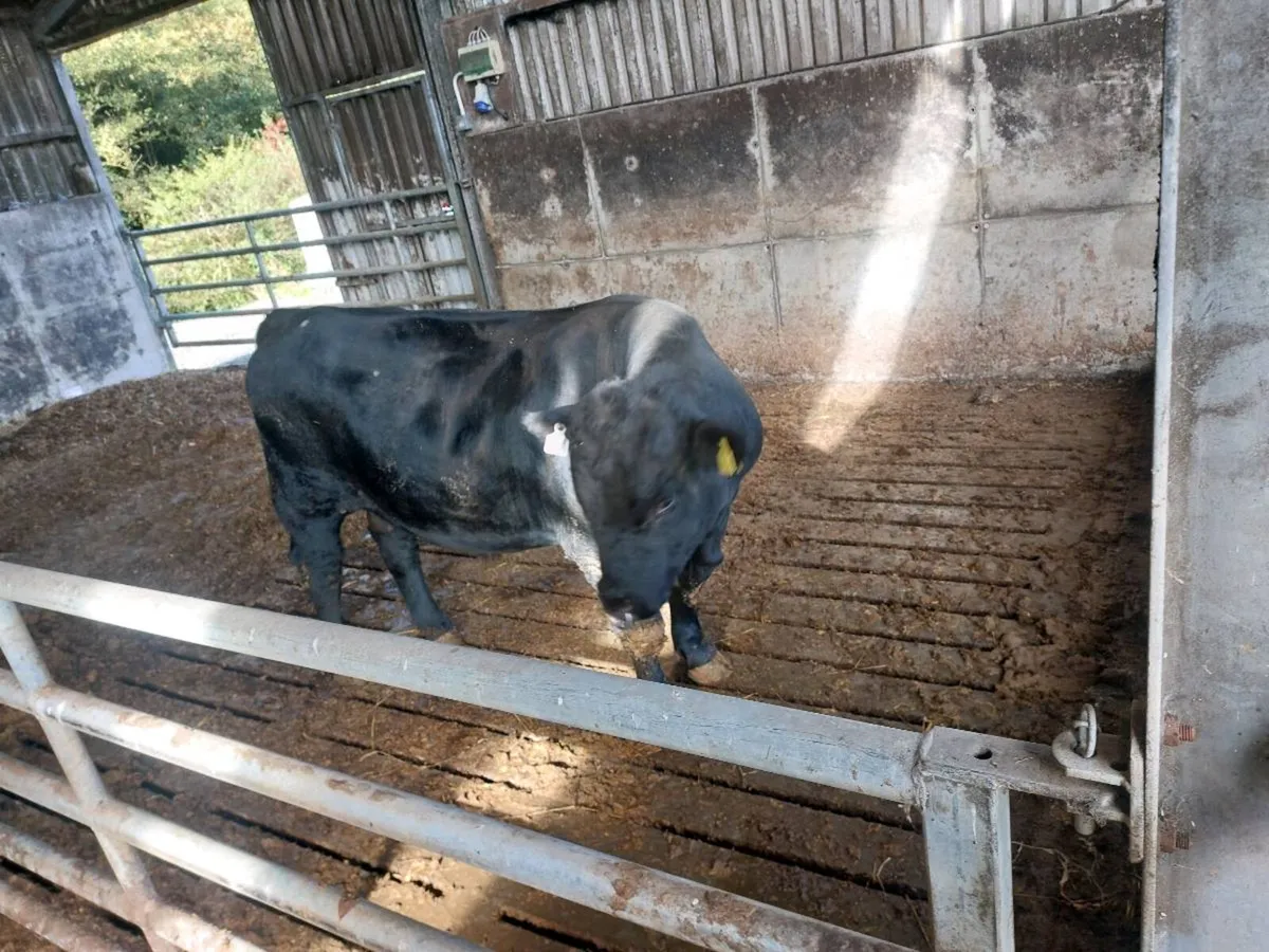 Aberdeen angus - Image 4