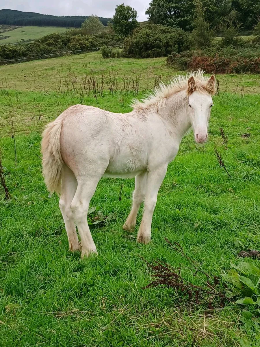 Horse - Image 2