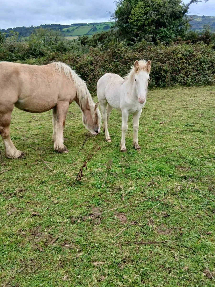 Horse - Image 3
