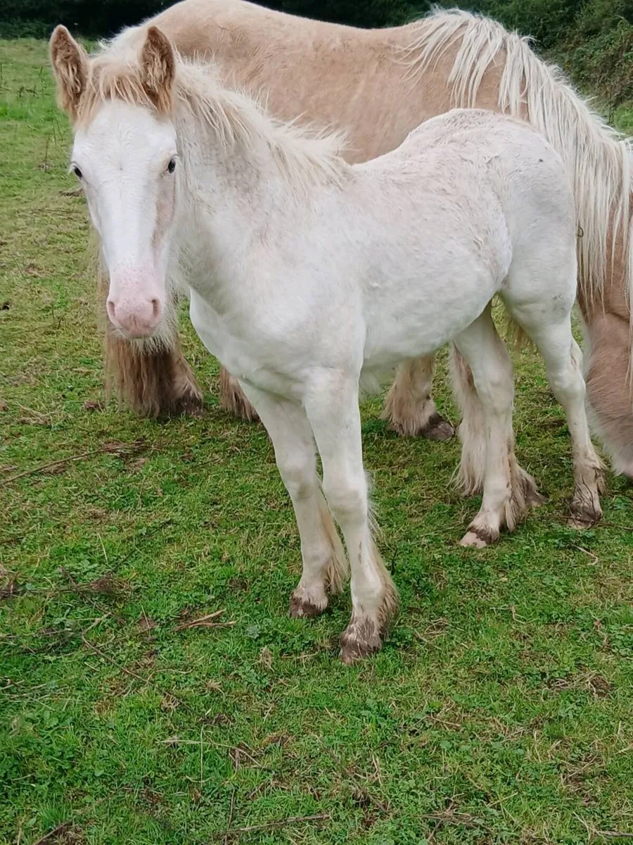Horse - Image 4