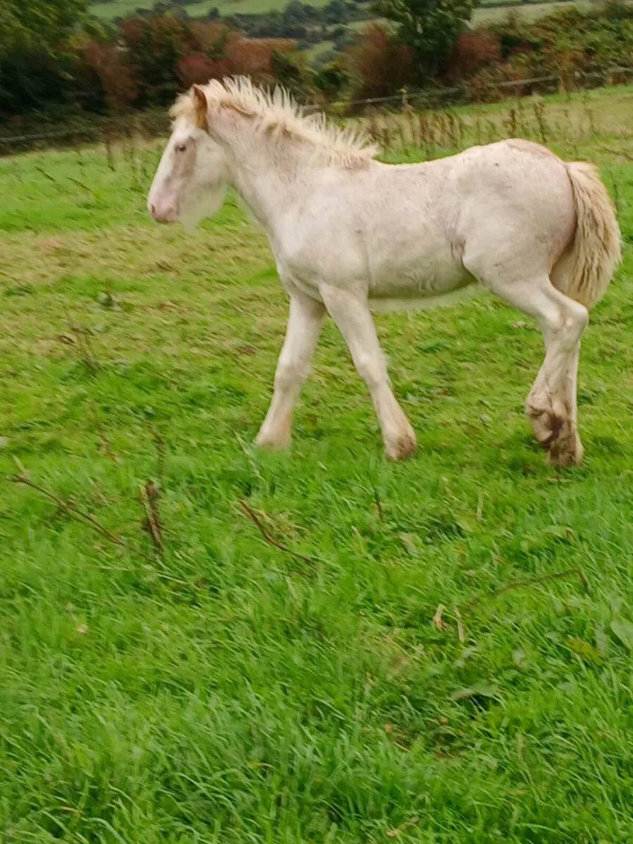 Horse - Image 1