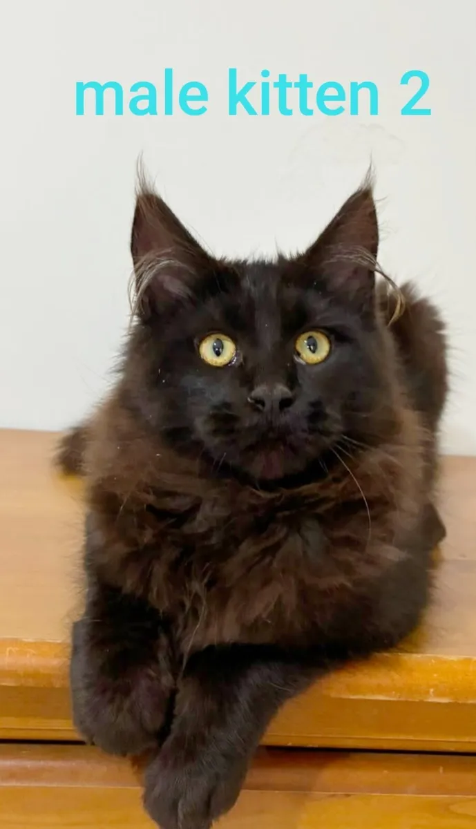 Maine coon kittens - Image 1