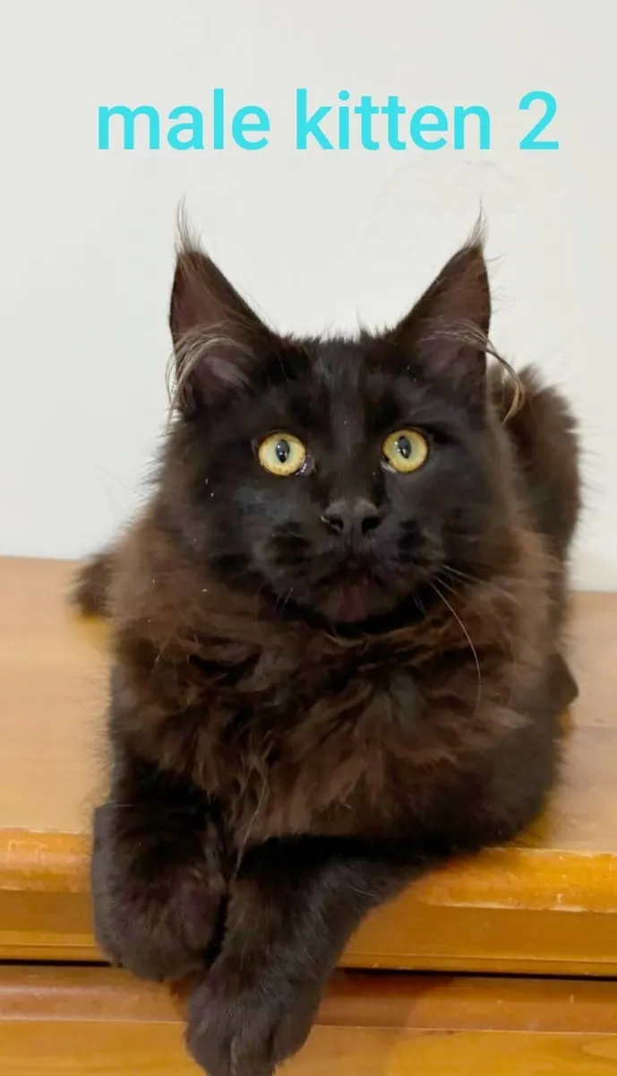 Maine coon kittens - Image 1