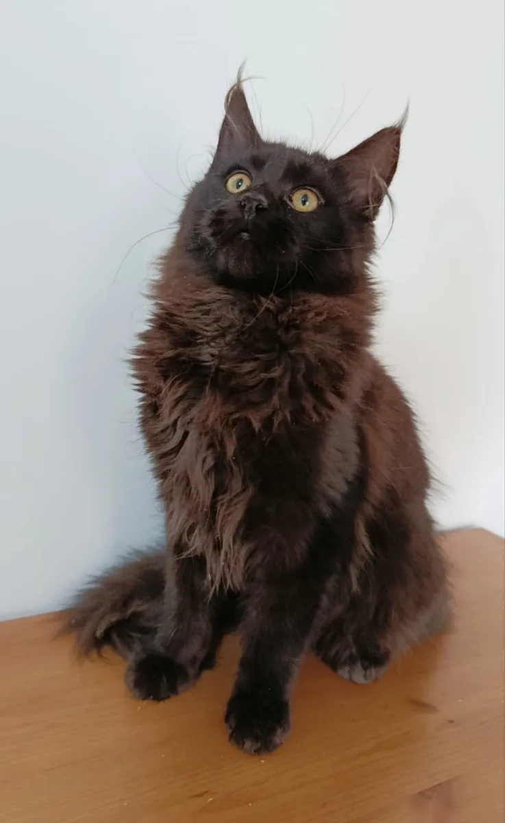 Maine coon kittens - Image 2