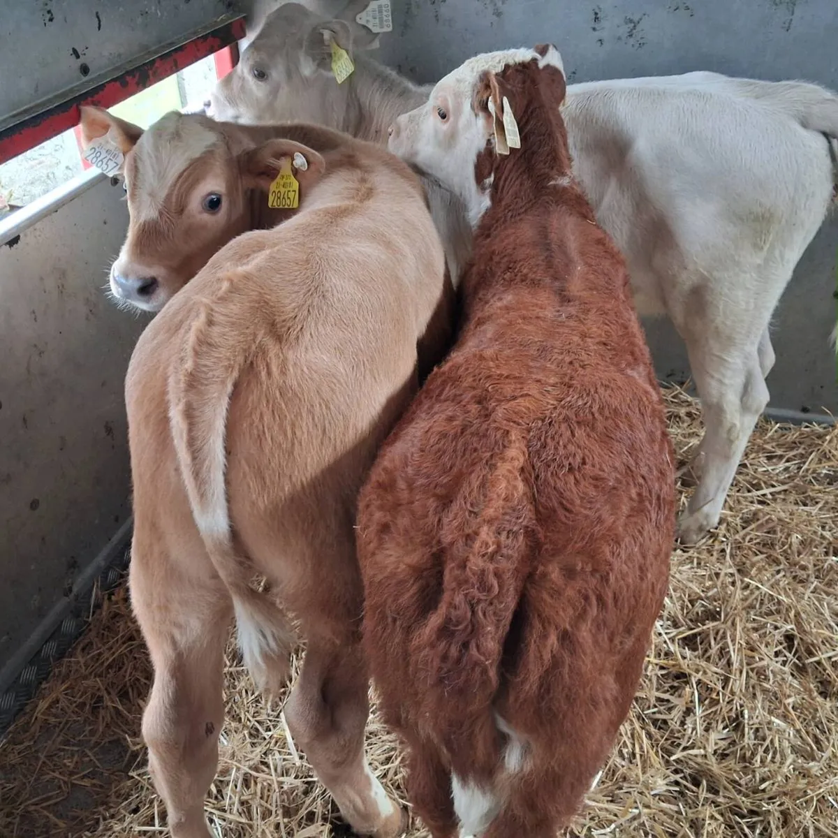 Continental,angus calves