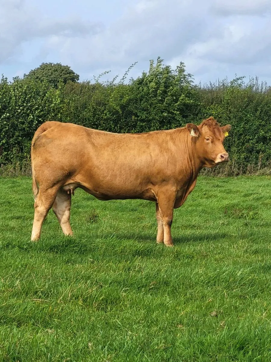Incalf heifers - Image 3