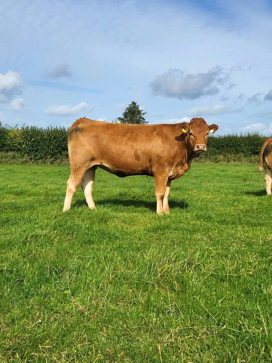Incalf heifers - Image 4