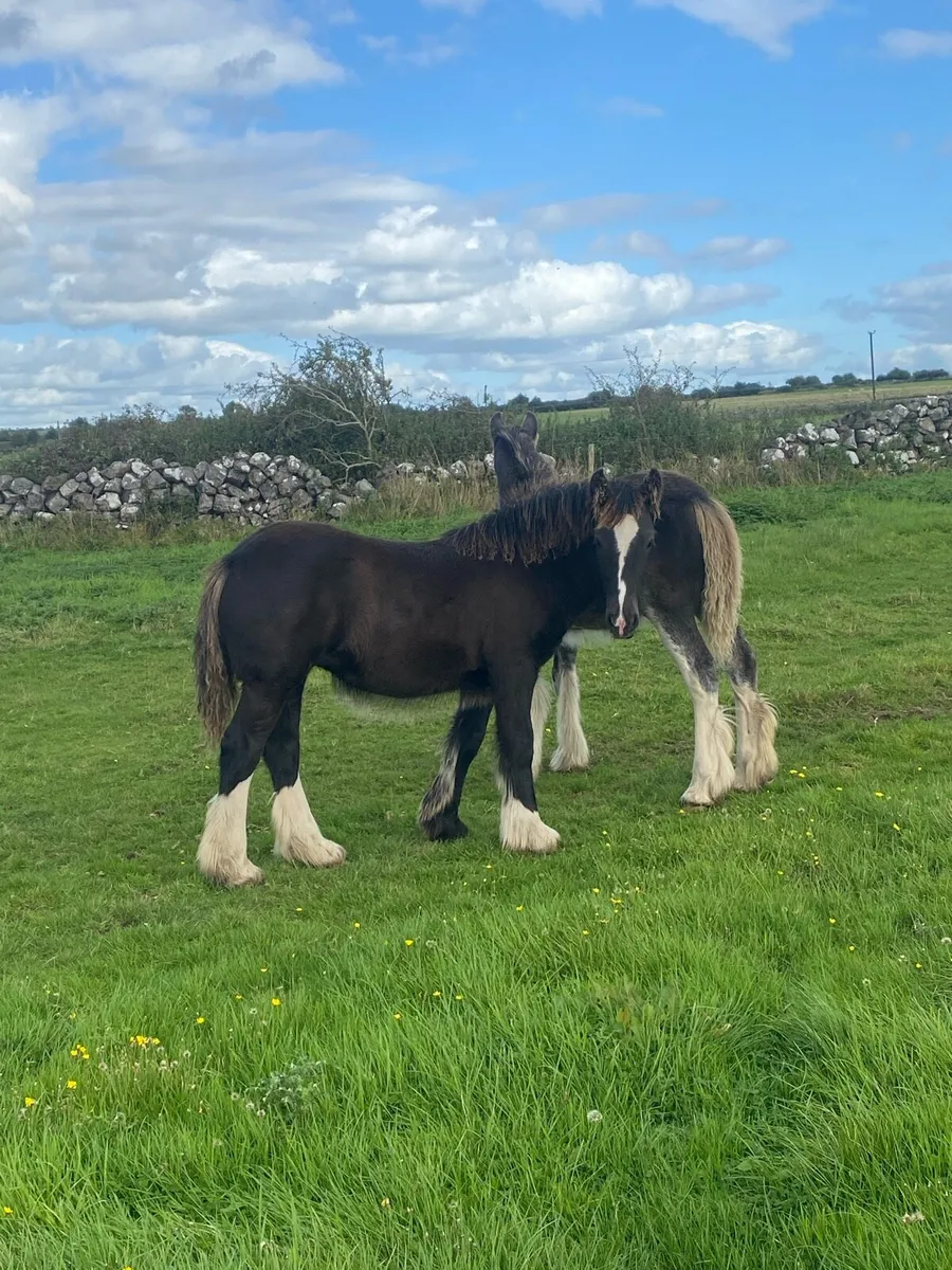 Two filly foals - Image 3