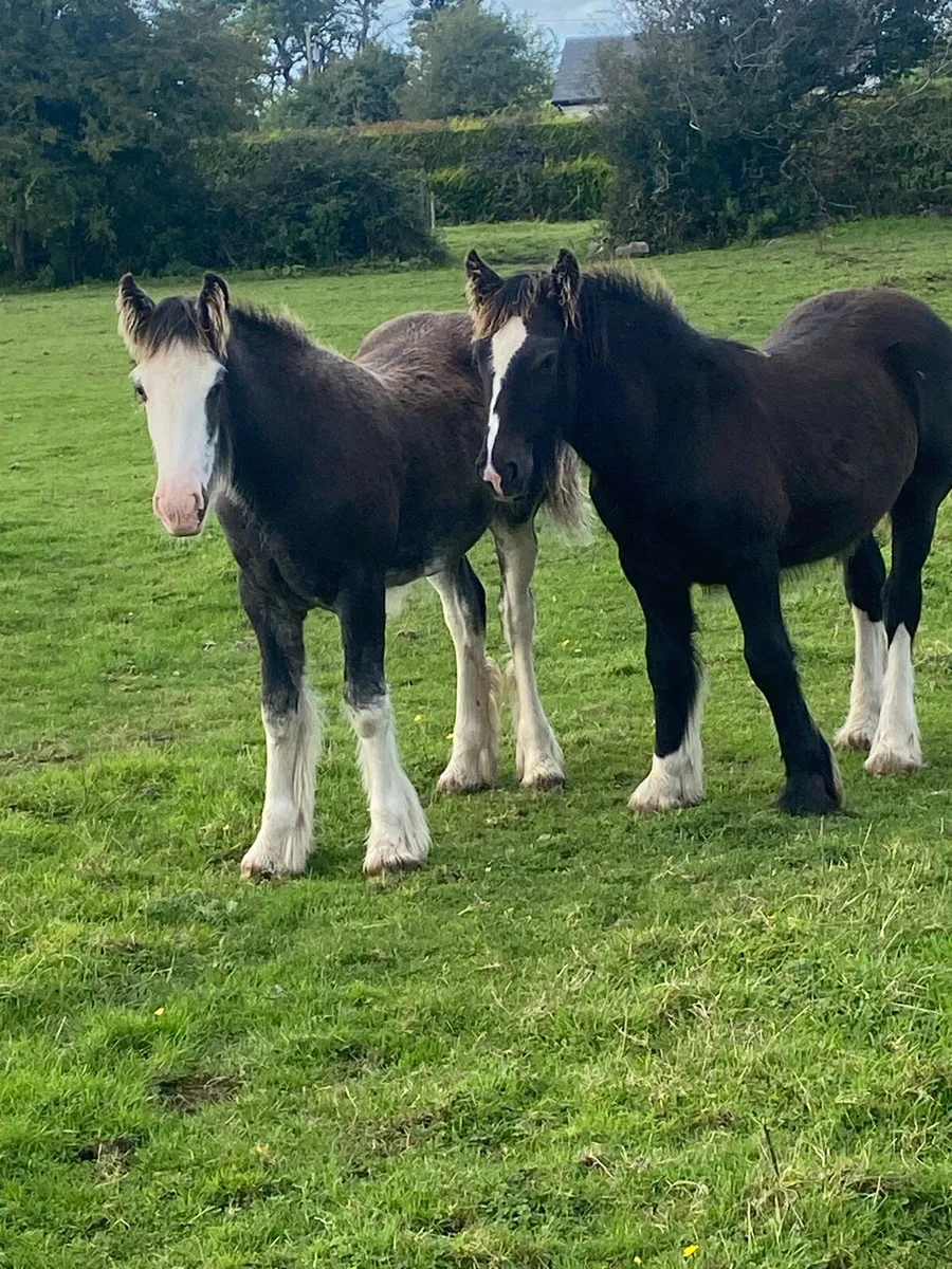 Two filly foals - Image 2