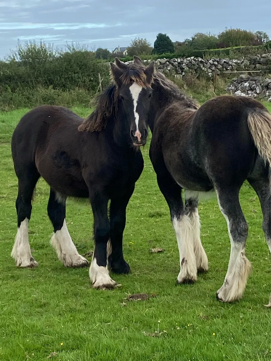 Two filly foals - Image 4