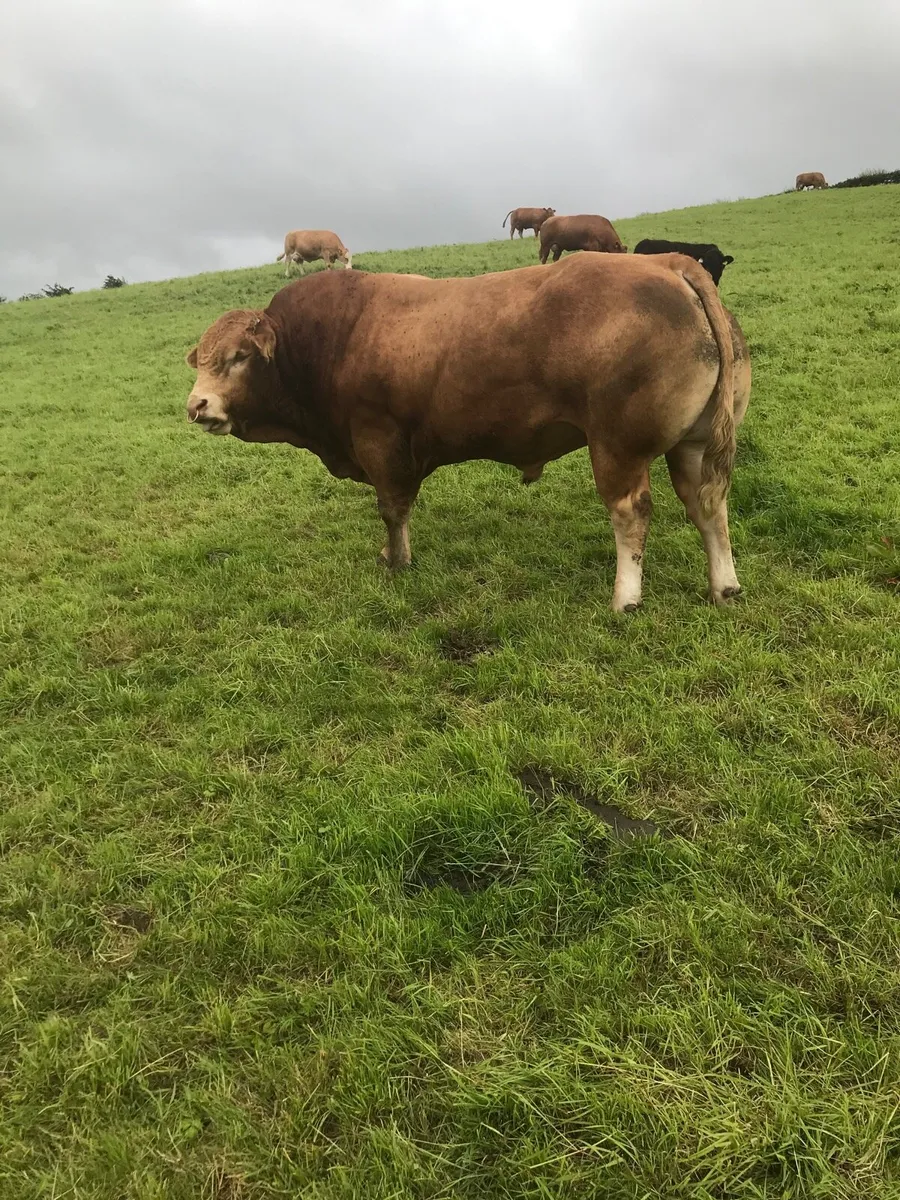 Pure Bread Limousin Bull - Image 1