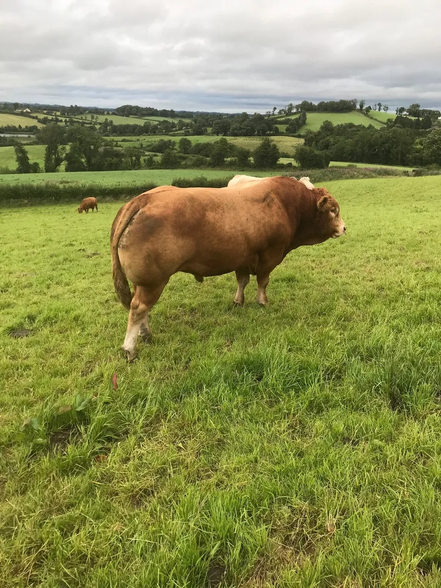 Pure Bread Limousin Bull - Image 4