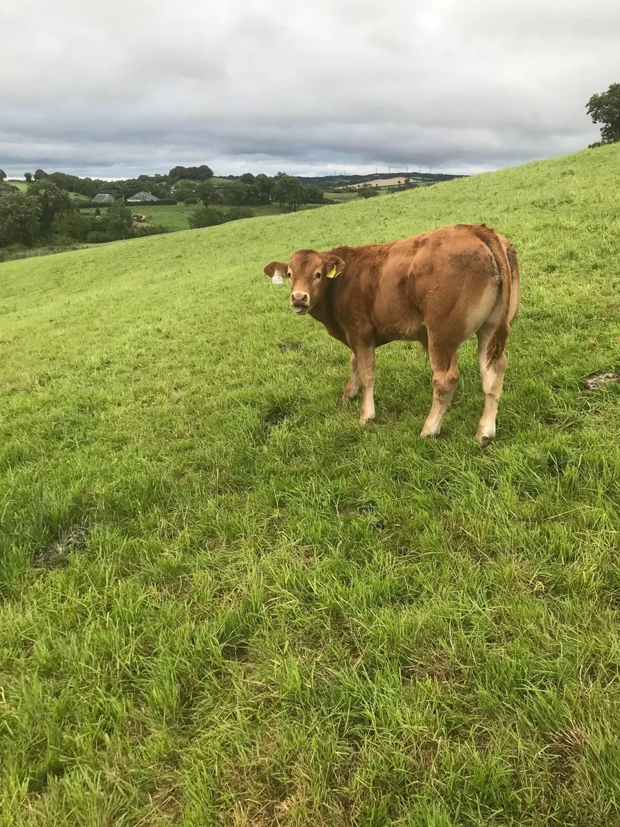 Pure Bread Limousin Bull - Image 2
