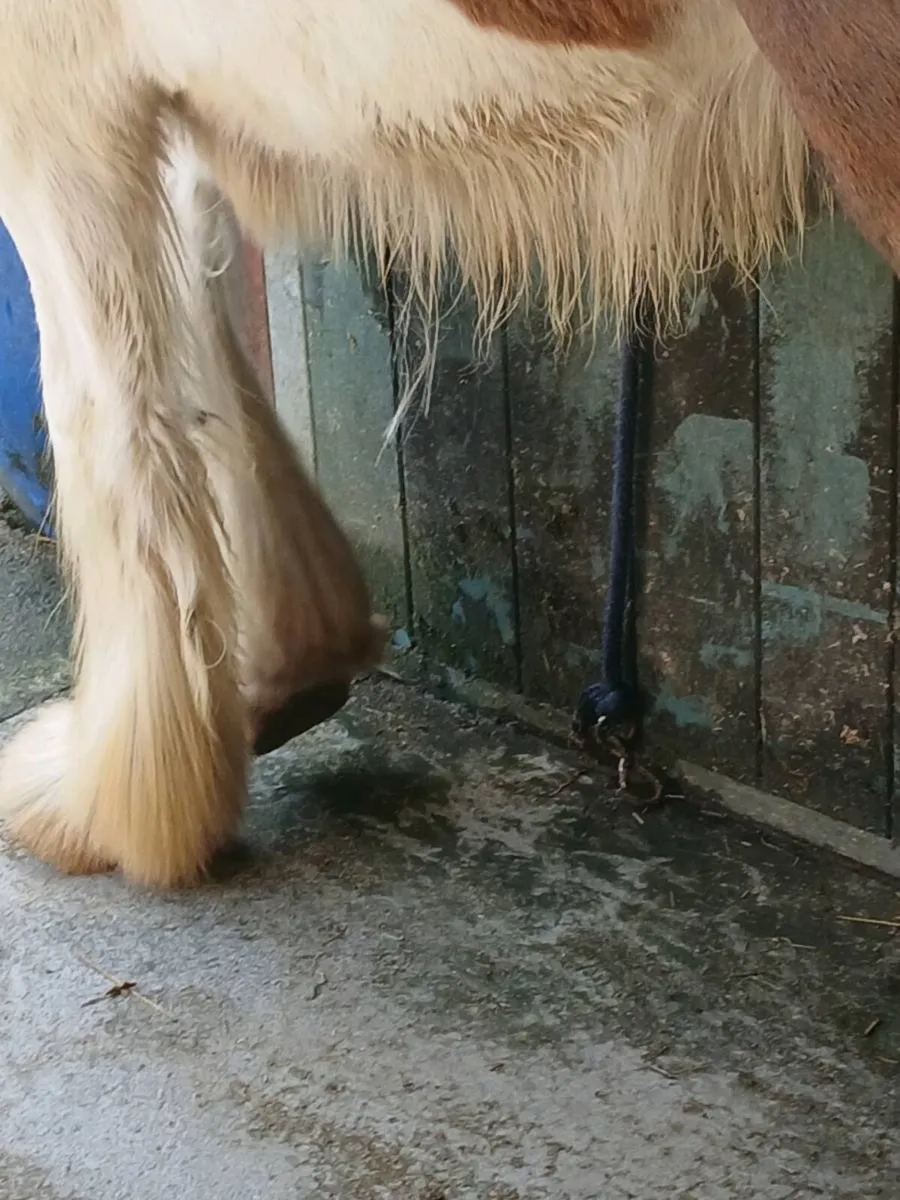 Horse - Image 2