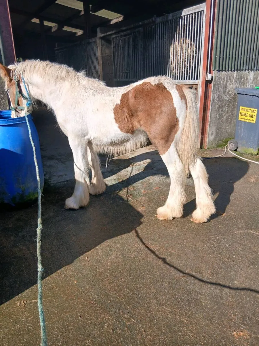 Horse - Image 3