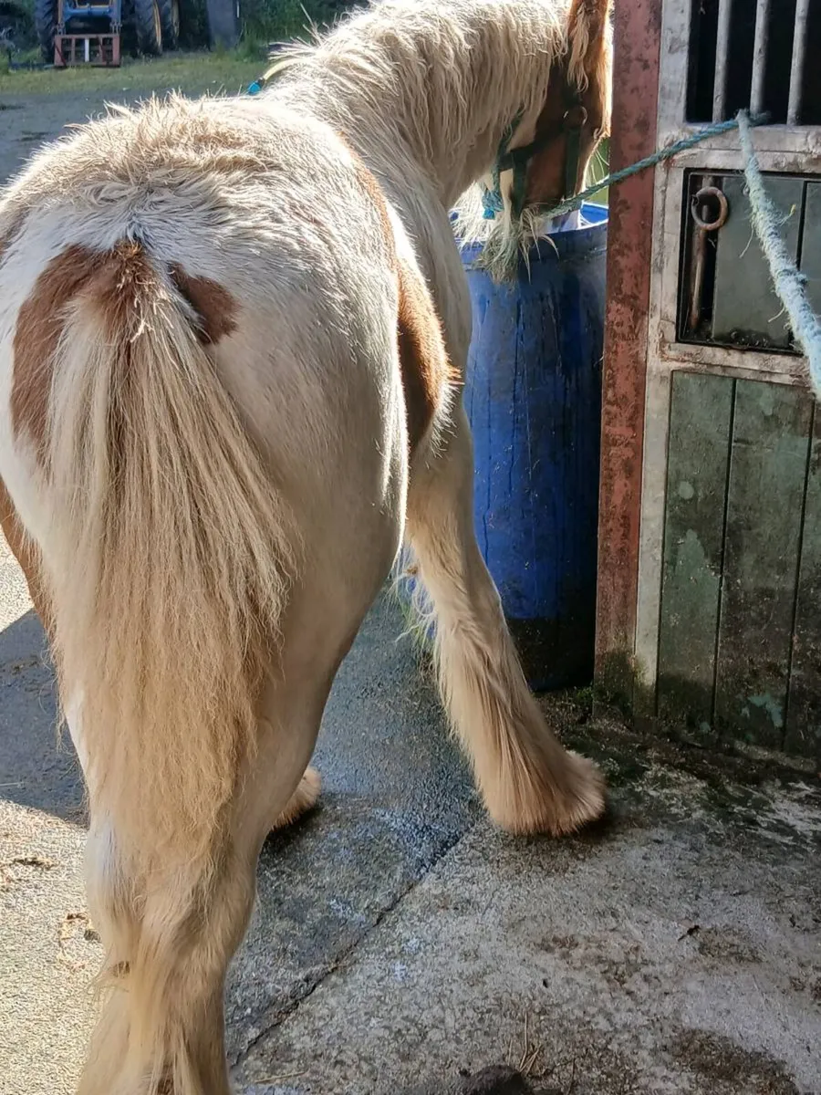 Horse - Image 4