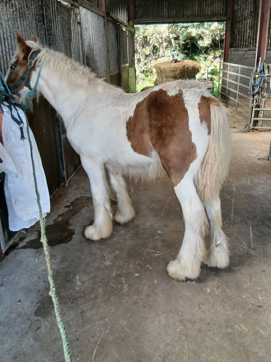 Horse - Image 1