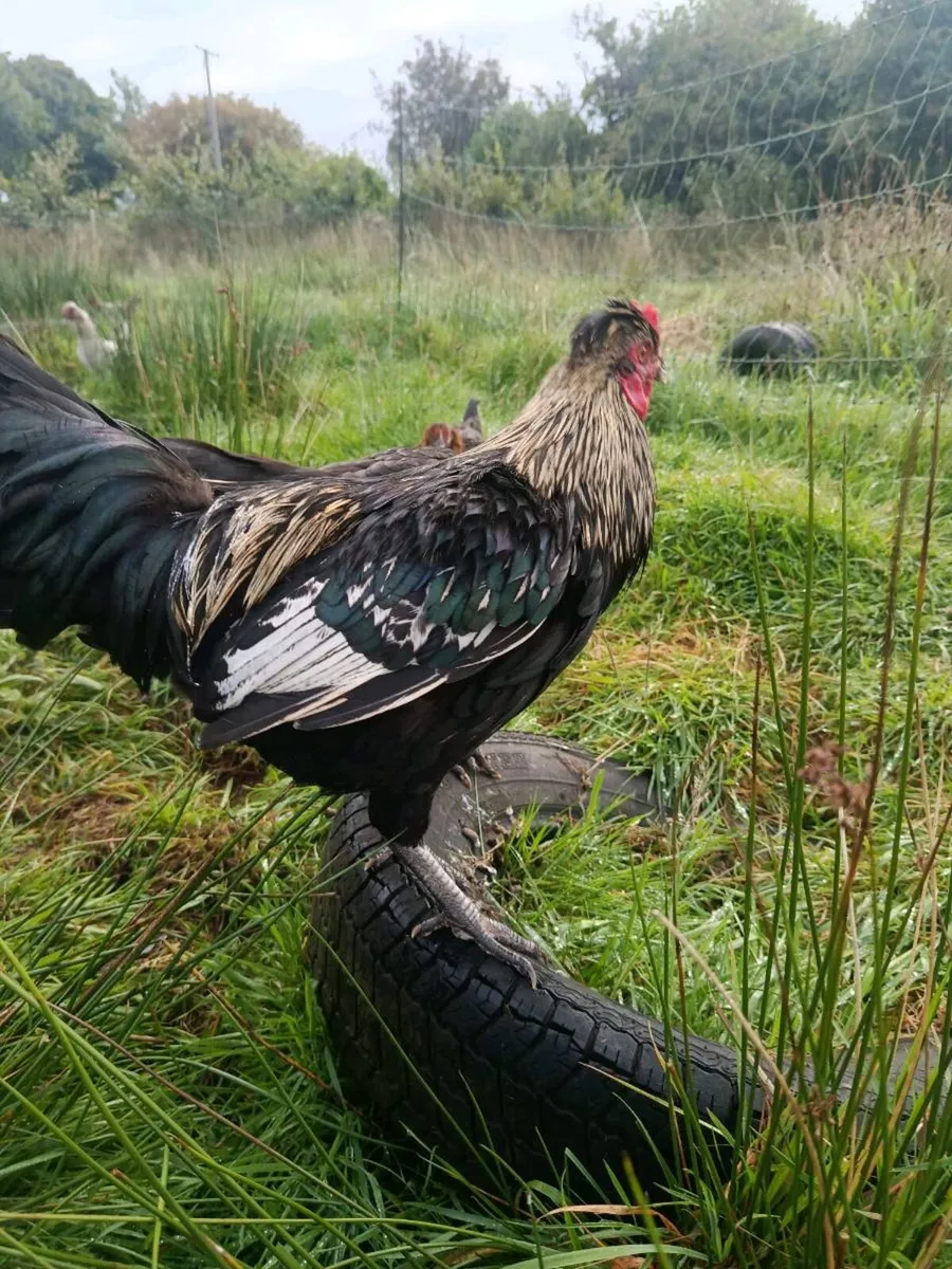 Roosters for sale - Image 1