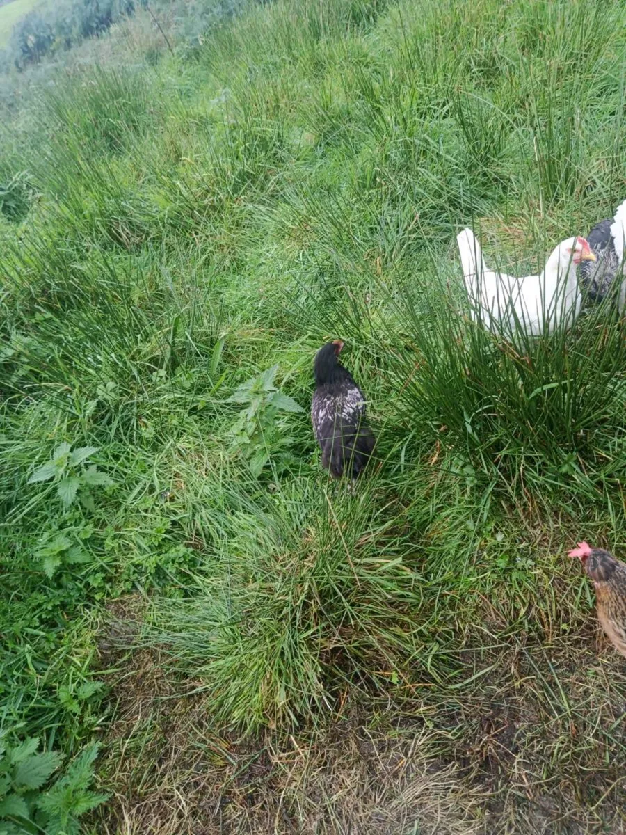 Roosters for sale - Image 3