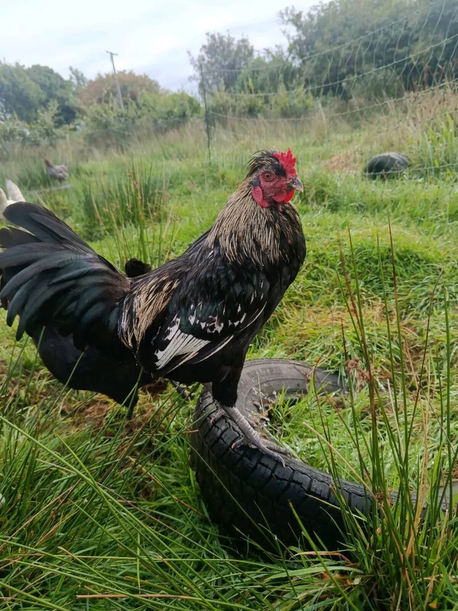 Roosters for sale - Image 4
