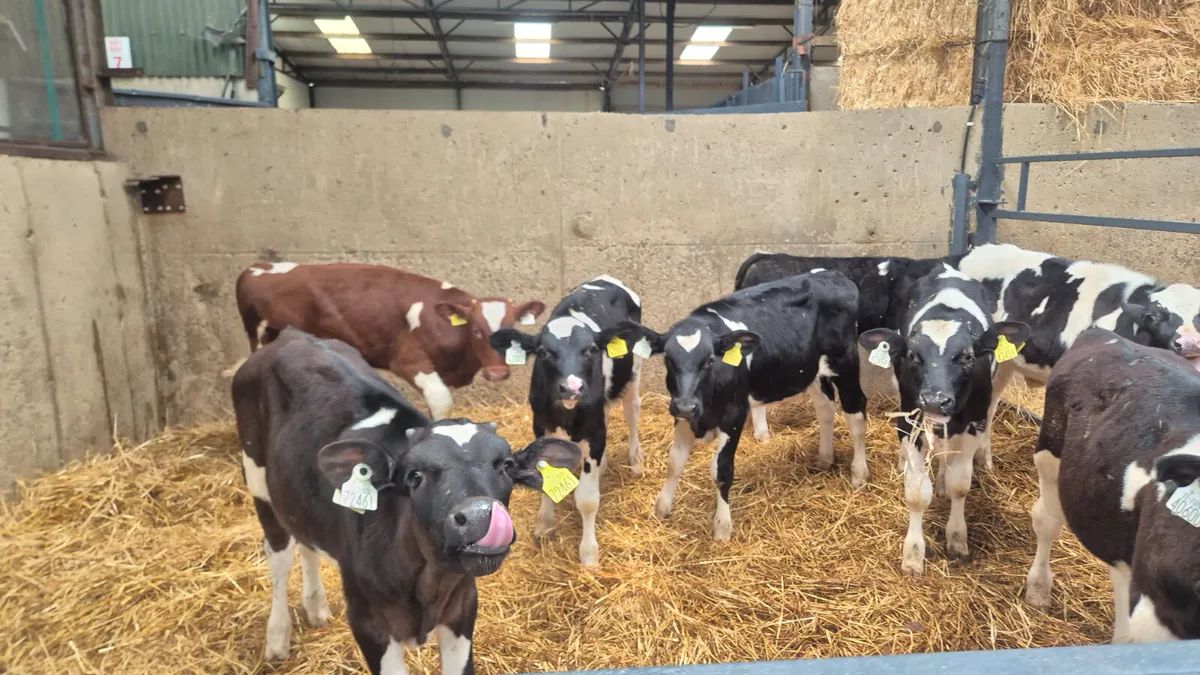 8 Starter  Friesian bulls off milk on meal - Image 4