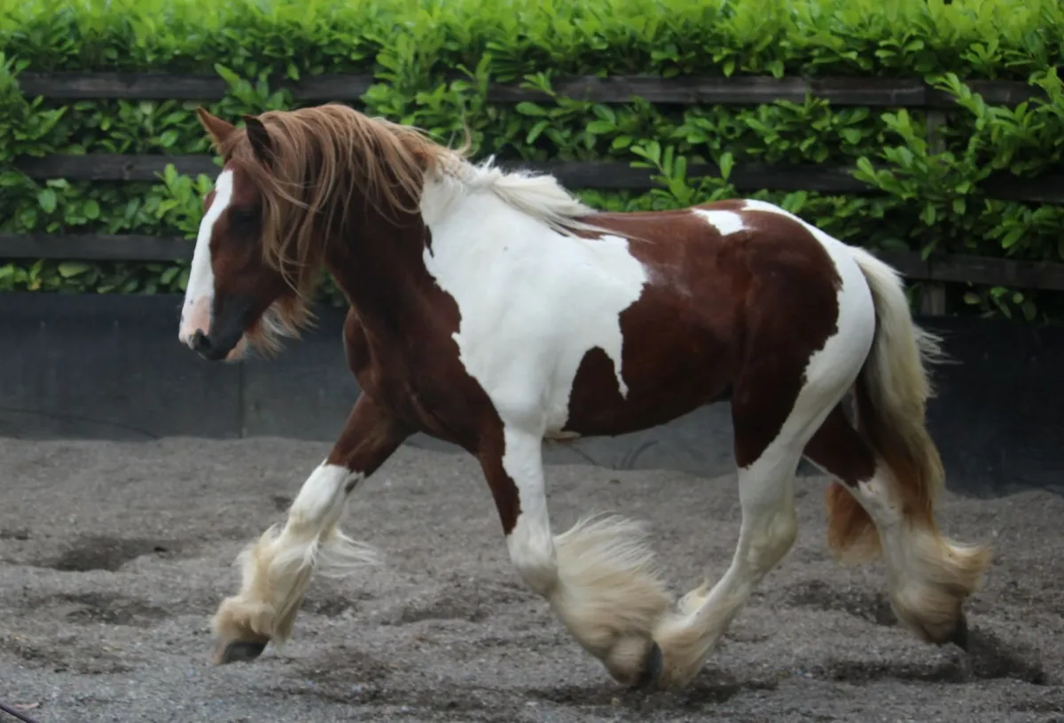 Full Pedigree IC Skewbald colt to make 15.2h - Image 2