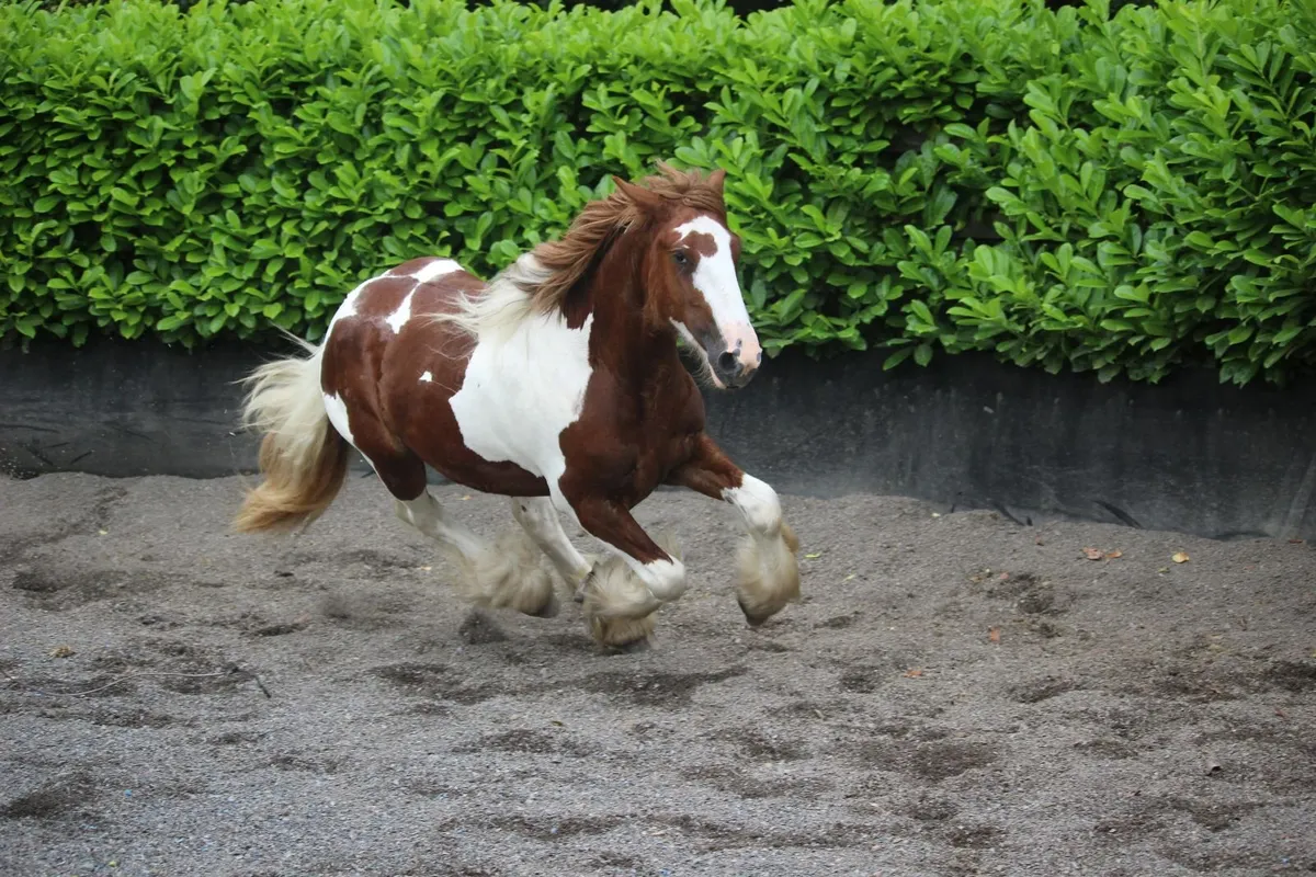 Full Pedigree IC Skewbald colt to make 15.2h - Image 3