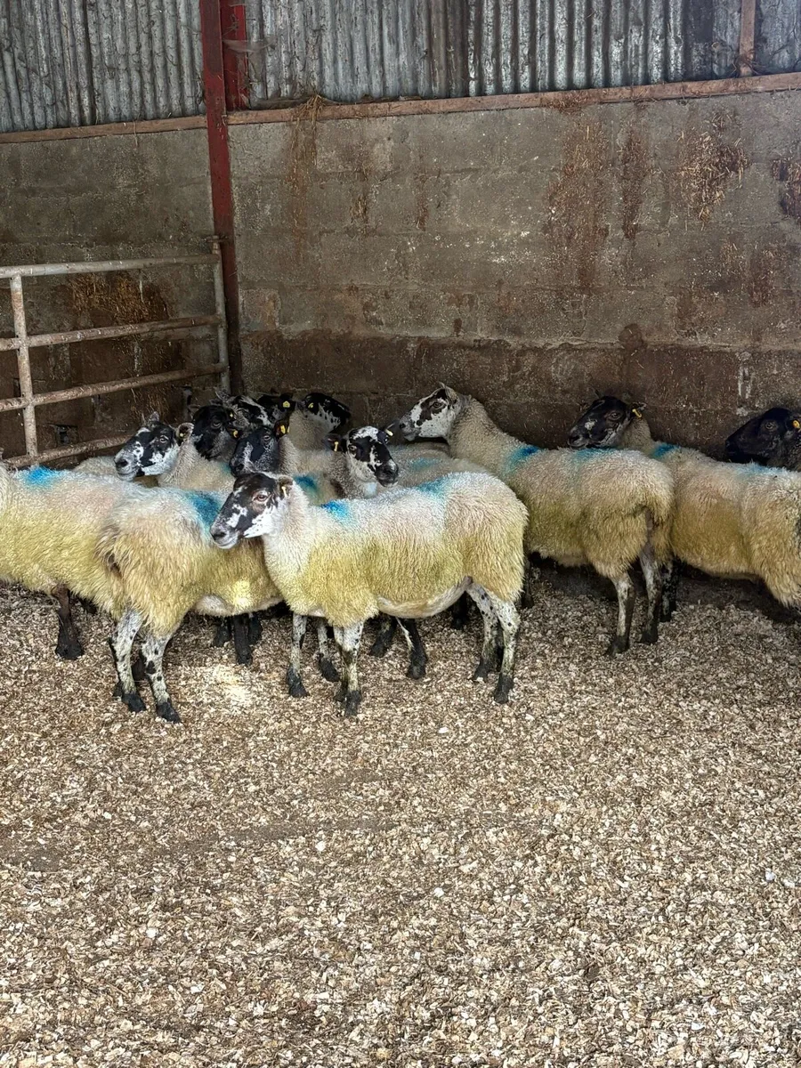 💥15 mule ewes 💥 - Image 1