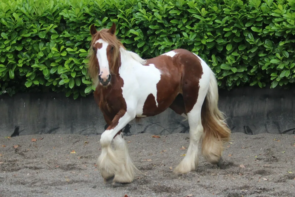 Full Pedigree IC Skewbald colt to make 15.2h - Image 1