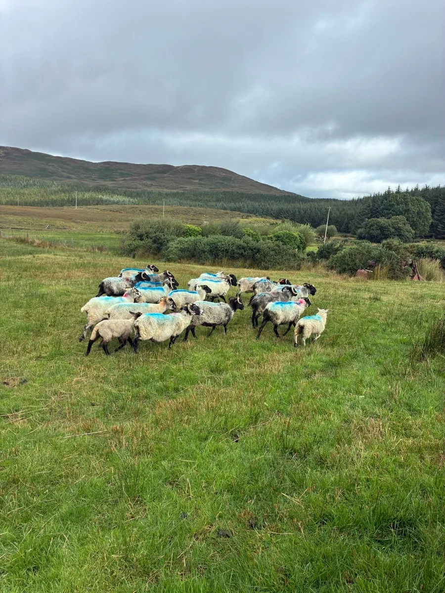 Ewes - Image 1