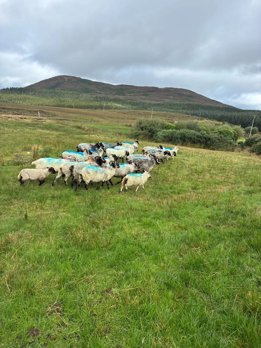 Ewes - Image 2