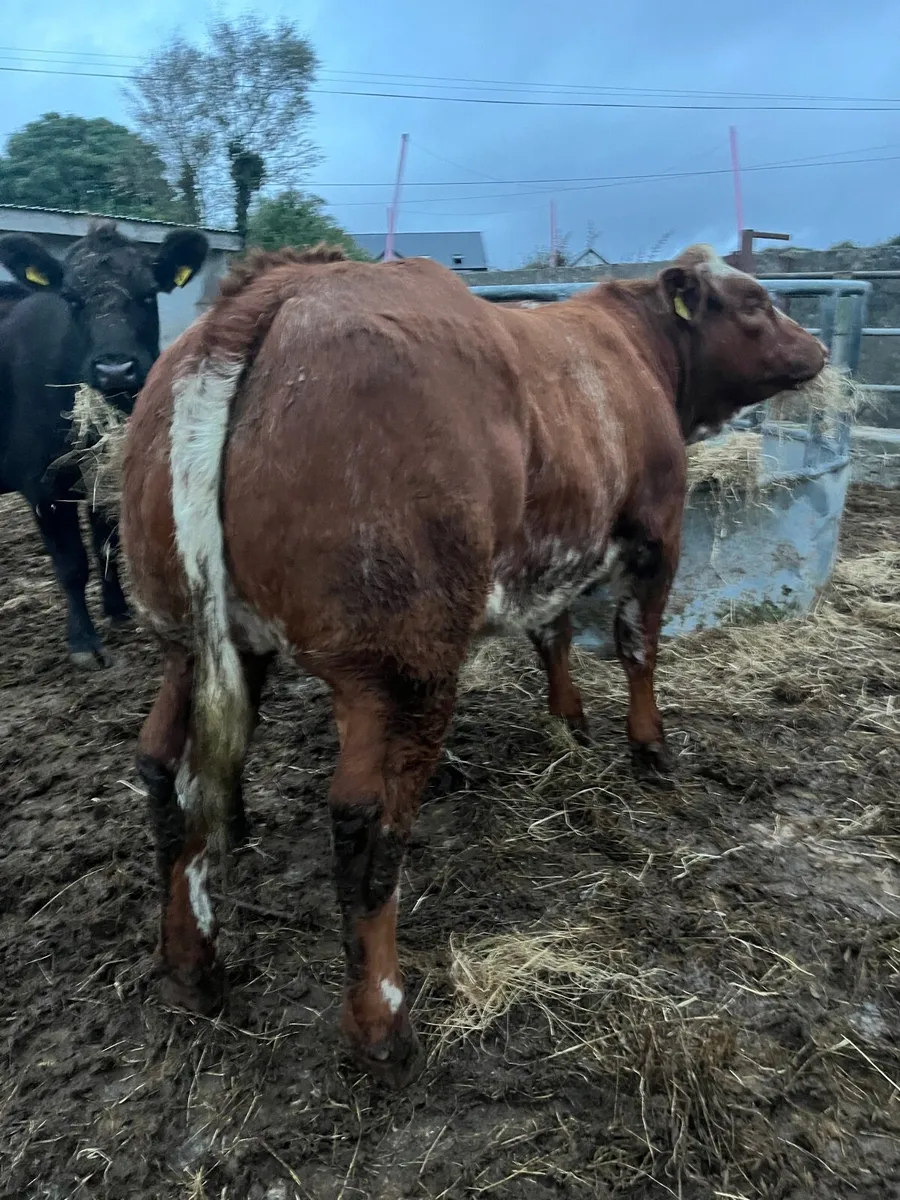 🌟Roan show heifer 🌟 - Image 3