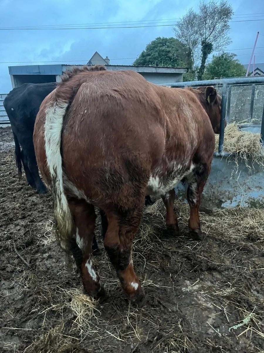 🌟Roan show heifer 🌟 - Image 4