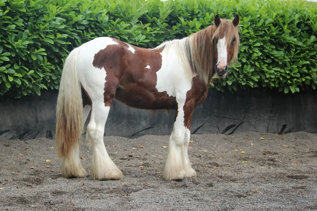 Full Pedigree IC Skewbald colt to make 15.2h - Image 4